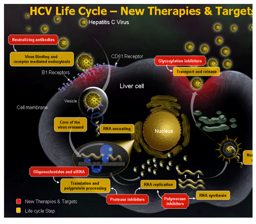 HCV1