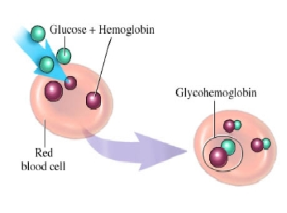 HbA1c1