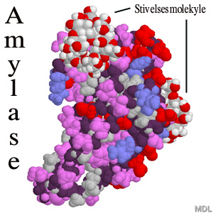 amylase