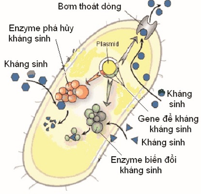 khangthuoc