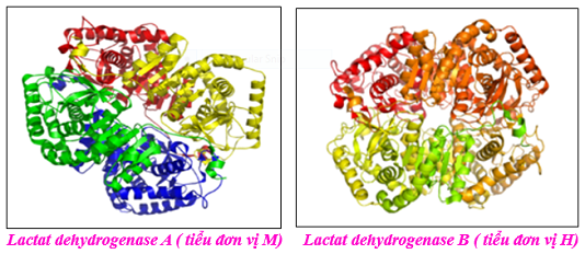 lacta1