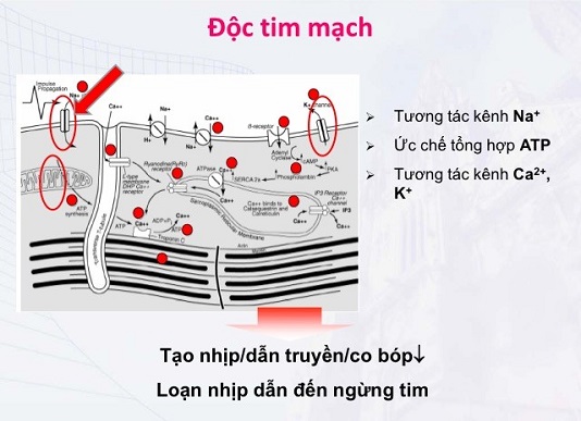 thuocte3