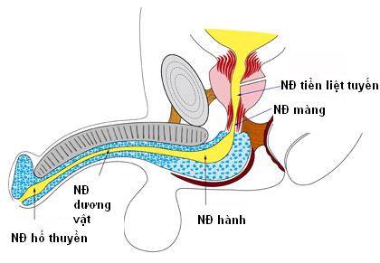 ctnieudao