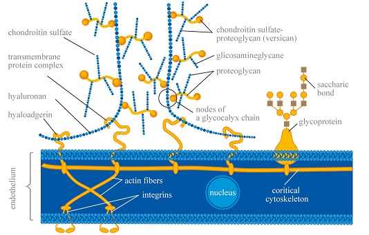 glycocalyx2