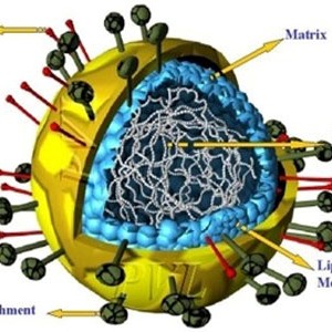 sotxh1