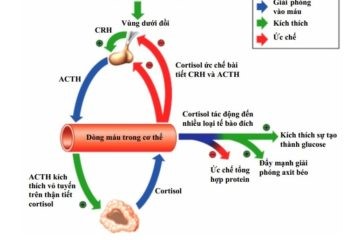 ACTH1