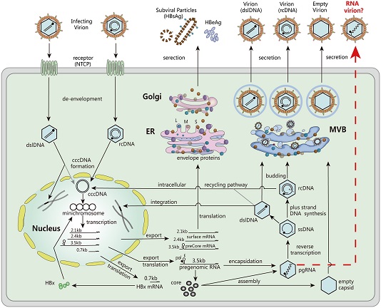 rna virus