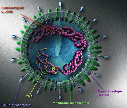 SARS_schematic