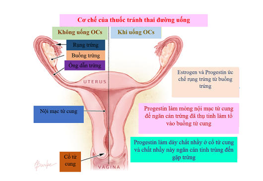 nguyco1